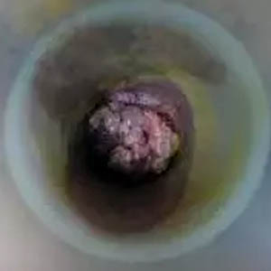 ڼʪ