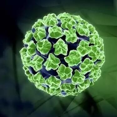 HPV